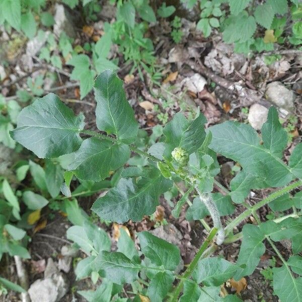 Opopanax chironium Leaf