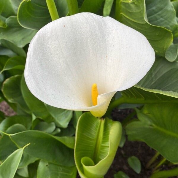 Zantedeschia rehmannii Λουλούδι