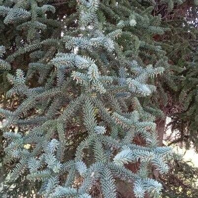 Abies pinsapo Liść