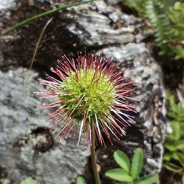 Acaena novae-zelandiae 花