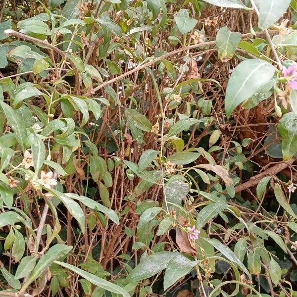 Lycium barbarum অভ্যাস