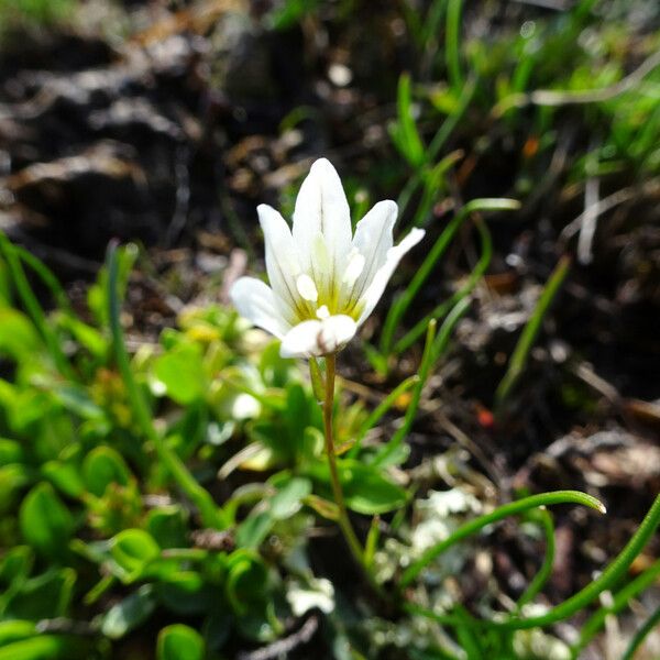 Gagea serotina Flor