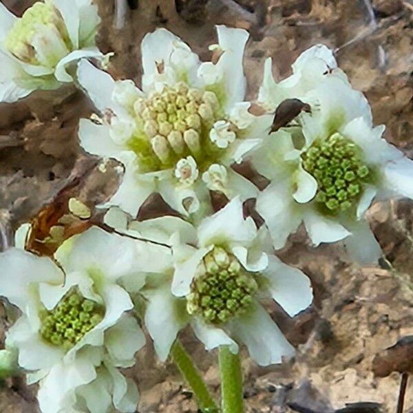 Hymenopappus scabiosaeus फूल
