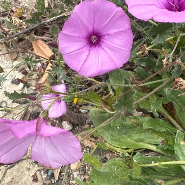 Convolvulus althaeoides ফুল