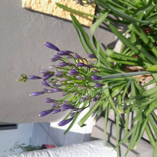 Agapanthus africanus Flor