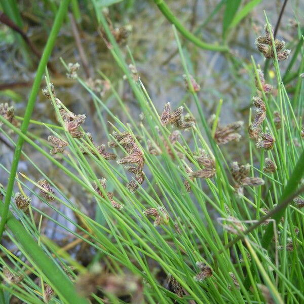 Isolepis setacea অন্যান্য