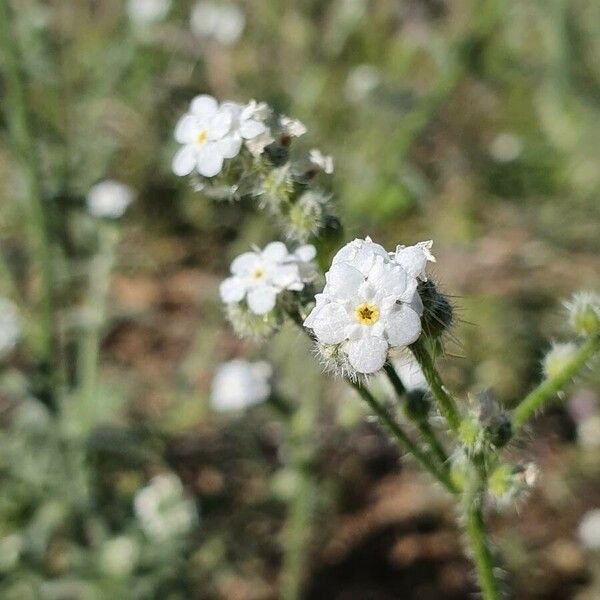 Cryptantha clevelandii പുഷ്പം