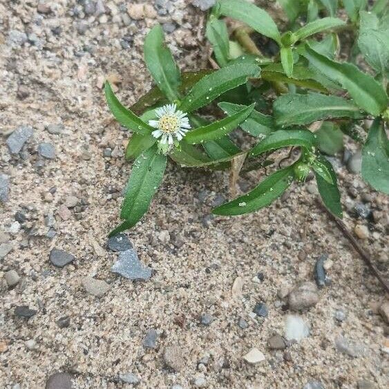 Eclipta prostrata Flor