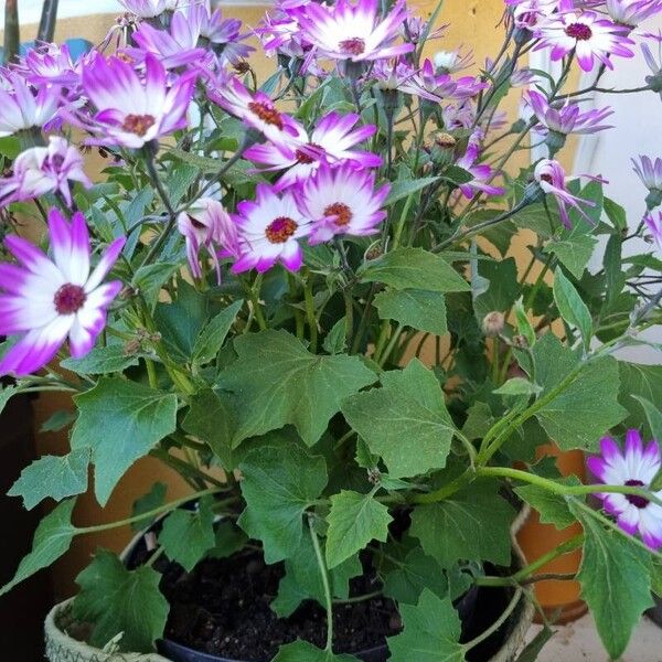 Pericallis lanata Blüte