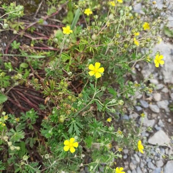 Potentilla argentea Fiore