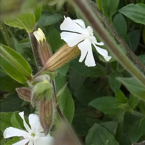 Silene latifolia Flor