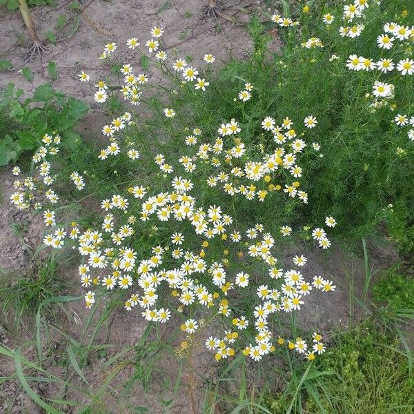 Matricaria chamomilla आदत