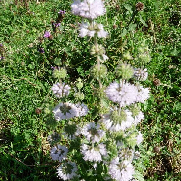 Mentha pulegium Flower