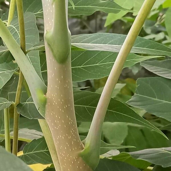 Ailanthus altissima Rhisgl