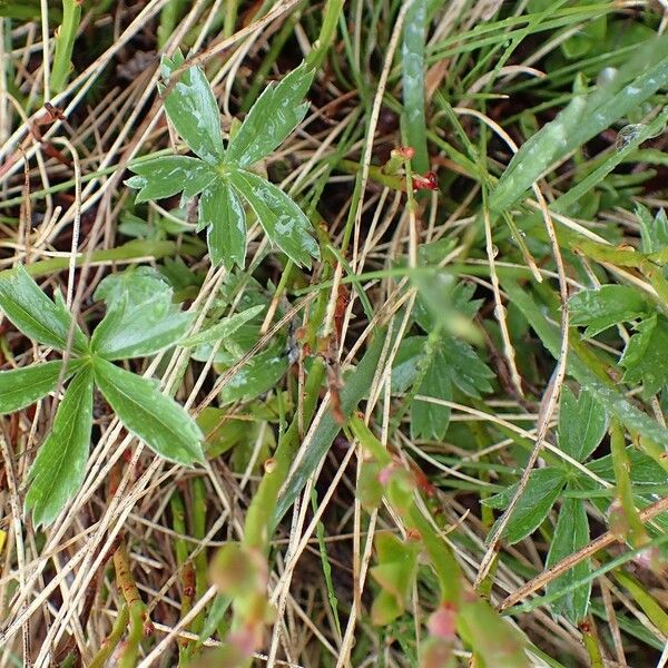 Potentilla aurea Alkat (teljes növény)