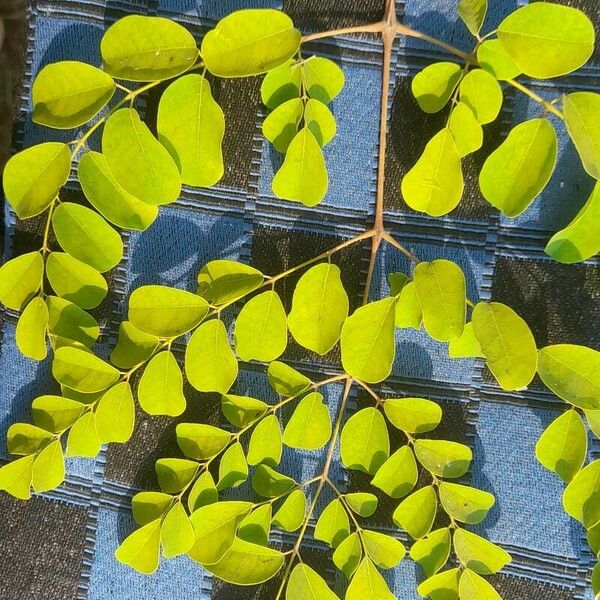 Moringa oleifera List