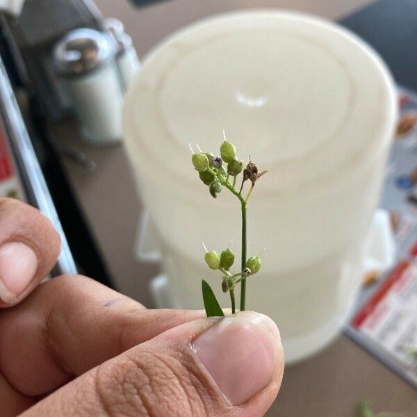 Murdannia nudiflora Fruit