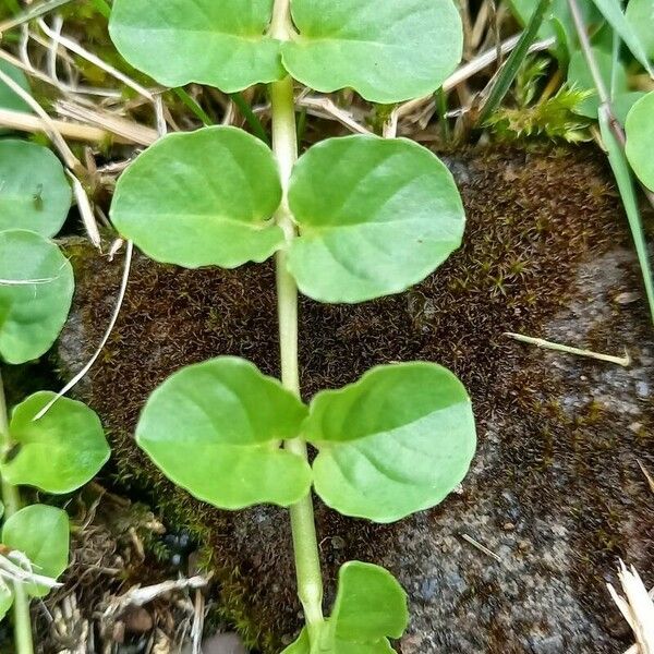 Lysimachia nummularia موطن