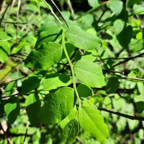 Vaccinium parvifolium Fulla