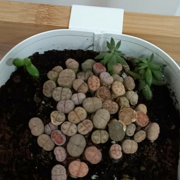 Lithops fulviceps List