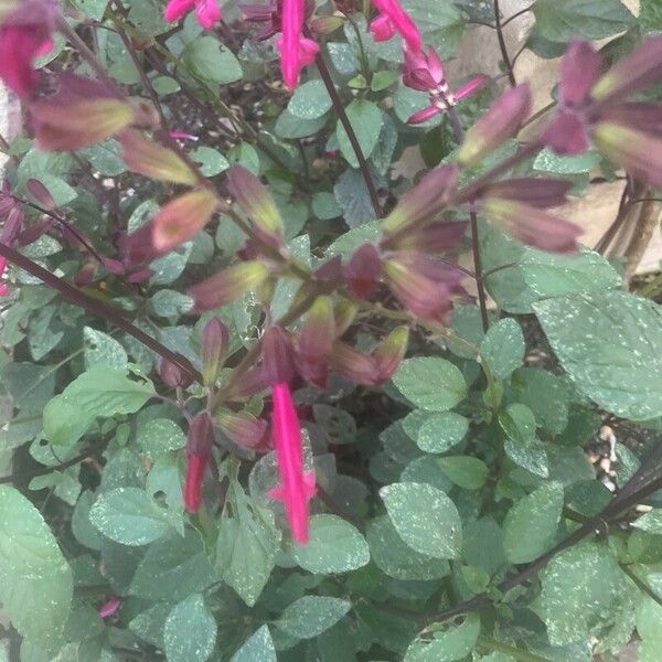 Salvia involucrata Yaprak