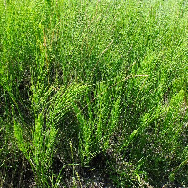 Equisetum palustre Plante entière