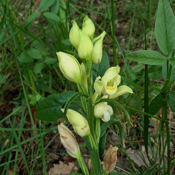 Cephalanthera damasonium Характер