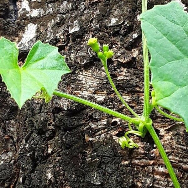 Melothria pendula Bloem