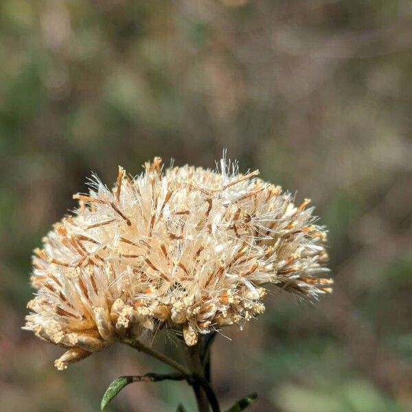 Ozothamnus diosmifolius Vrucht