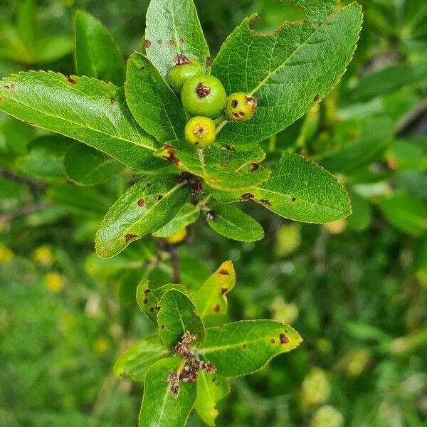 Chamaemespilus alpina Plod