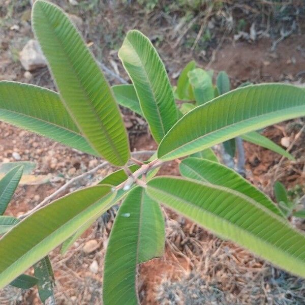 Ozoroa insignis Blad