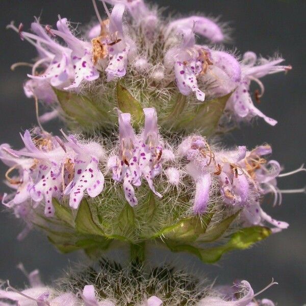 Blephilia ciliata Flower