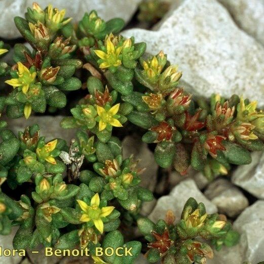 Sedum litoreum Inny