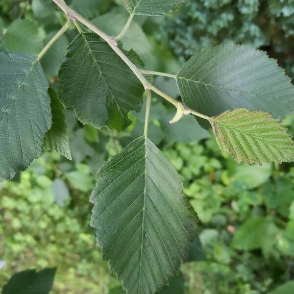 Alnus incana Hoja