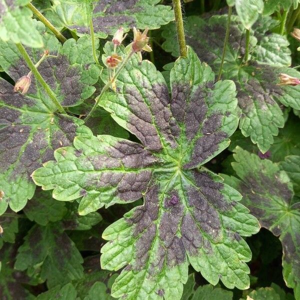 Geranium phaeum Lehti