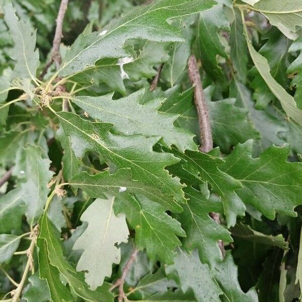 Quercus cerris Leaf