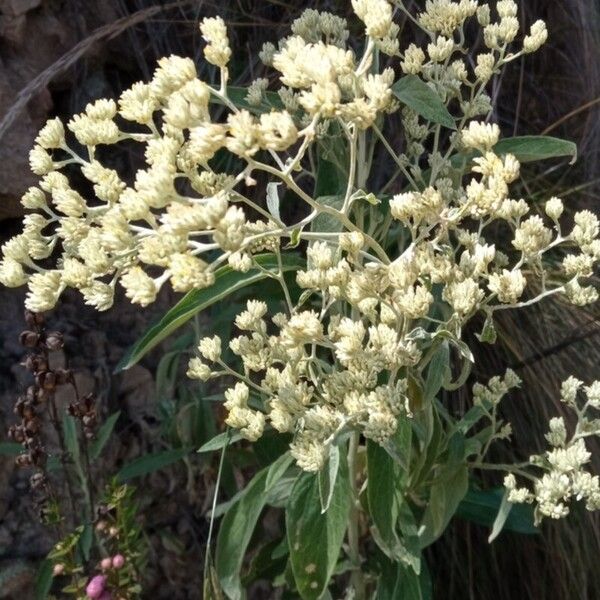 Achyrocline saturejoides Flower