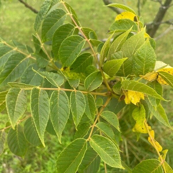 Juglans nigra Frunză