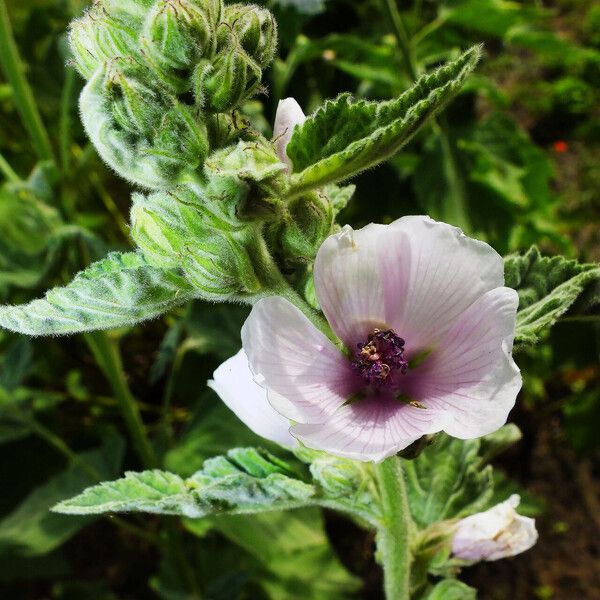 Althaea officinalis Цвят