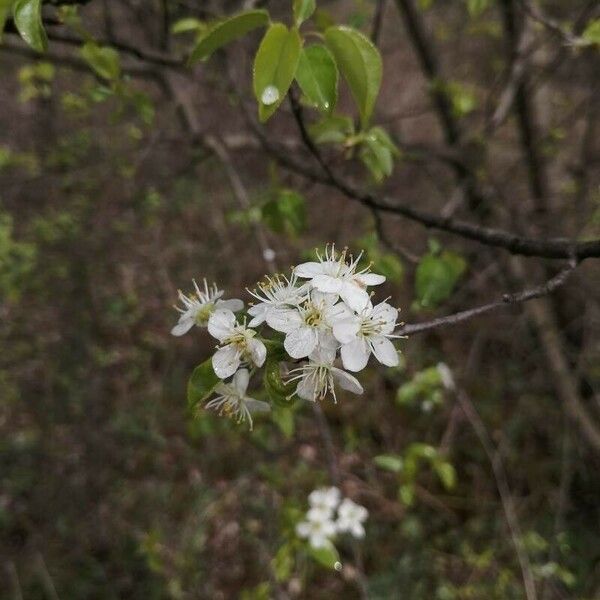 Prunus mahaleb Květ