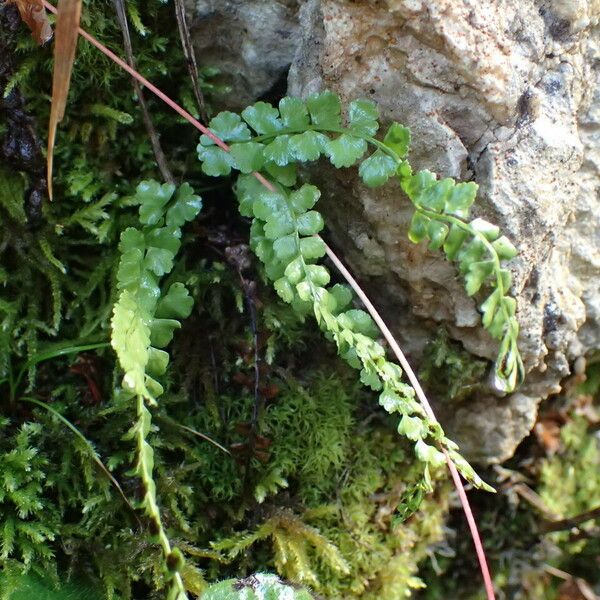 Asplenium viride Hábitos