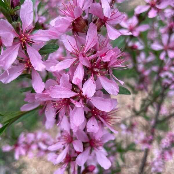 Prunus tenella Квітка