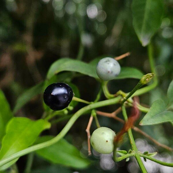 Jasminum polyanthum Ffrwyth