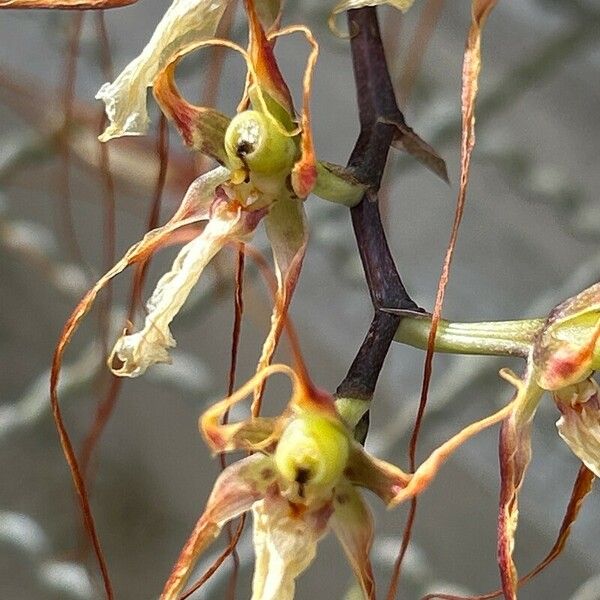 Brassia caudata Fleur