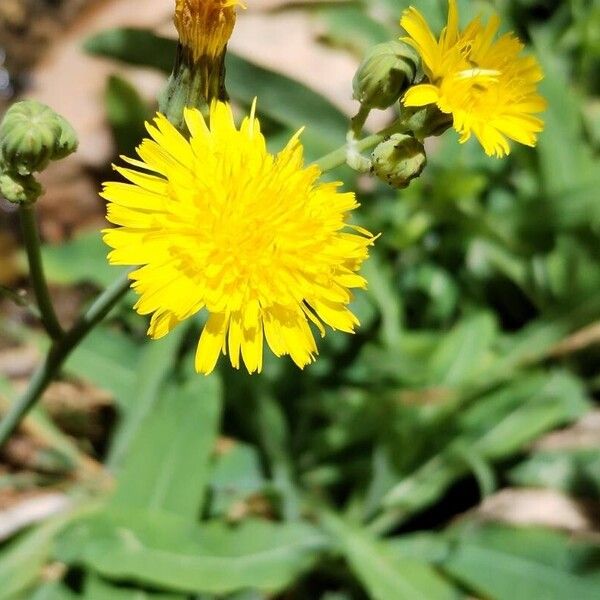 Sonchus maritimus 花