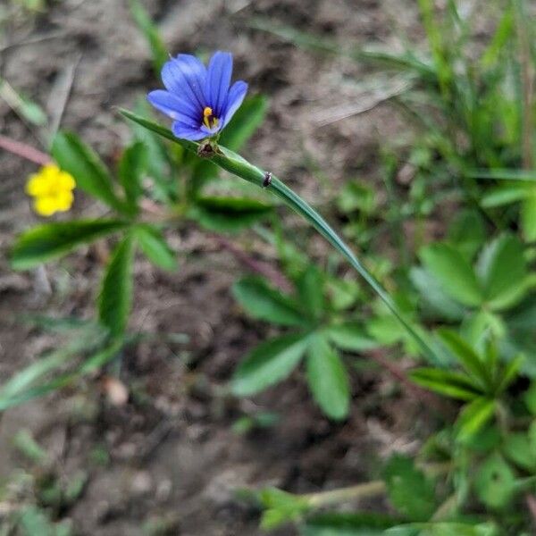 Sisyrinchium montanum Flor