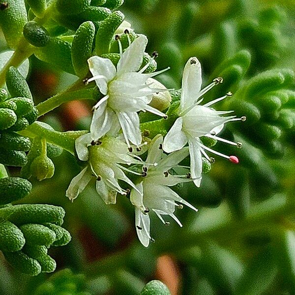 Sedum album Blomst