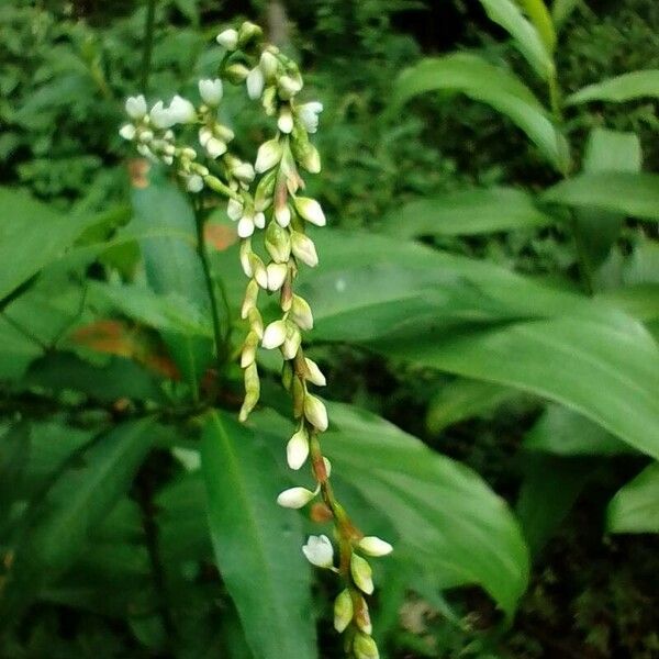 Persicaria punctata Flor