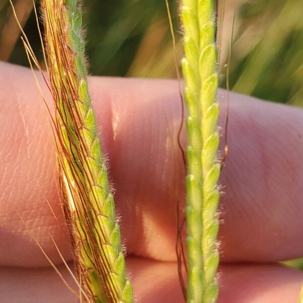 Dichanthium aristatum Fruit