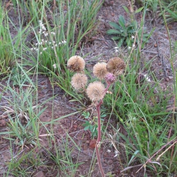 Campuloclinium macrocephalum Fruto